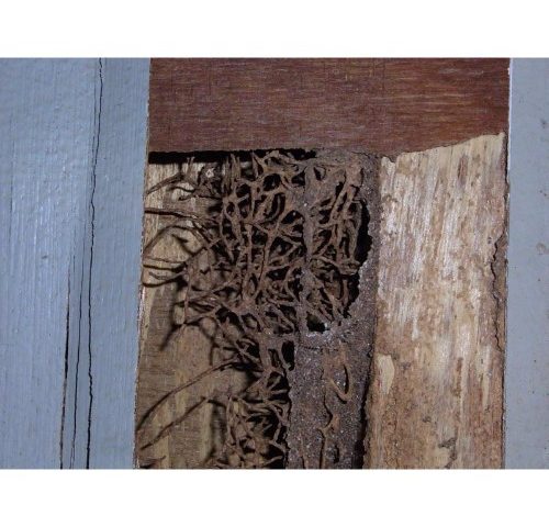 termite-damage-door-closeup
