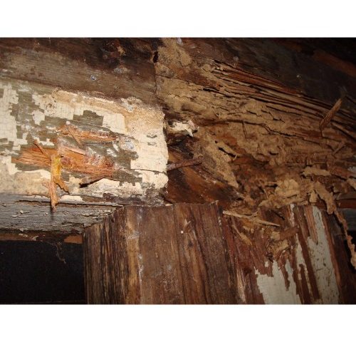 termite-damage-in-walls