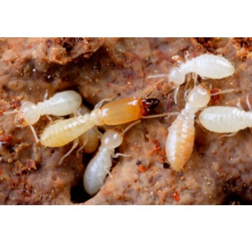 termites_picture