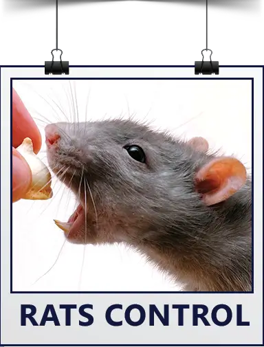 Rat Control Picture Hanging